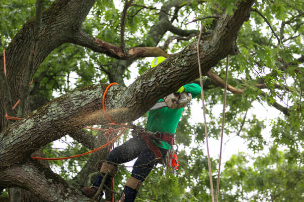 How Our Tree Care Process Works  in  Highland Park, MI